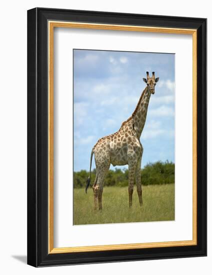 Giraffe (Giraffa camelopardalis angolensis), Chobe National Park, Botswana, Africa-David Wall-Framed Photographic Print