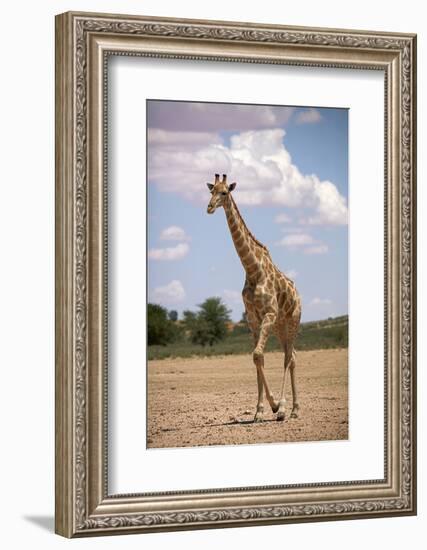 Giraffe (Giraffa camelopardalis angolensis), Kgalagadi Transfrontier Park, South Africa-David Wall-Framed Photographic Print