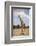 Giraffe (Giraffa camelopardalis angolensis), Kgalagadi Transfrontier Park, South Africa-David Wall-Framed Photographic Print