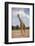 Giraffe (Giraffa camelopardalis angolensis), Kgalagadi Transfrontier Park, South Africa-David Wall-Framed Photographic Print