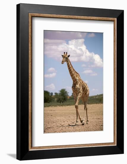 Giraffe (Giraffa camelopardalis angolensis), Kgalagadi Transfrontier Park, South Africa-David Wall-Framed Photographic Print