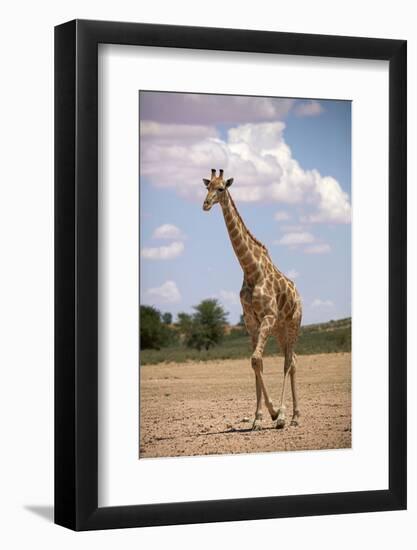 Giraffe (Giraffa camelopardalis angolensis), Kgalagadi Transfrontier Park, South Africa-David Wall-Framed Photographic Print