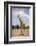 Giraffe (Giraffa camelopardalis angolensis), Kgalagadi Transfrontier Park, South Africa-David Wall-Framed Photographic Print