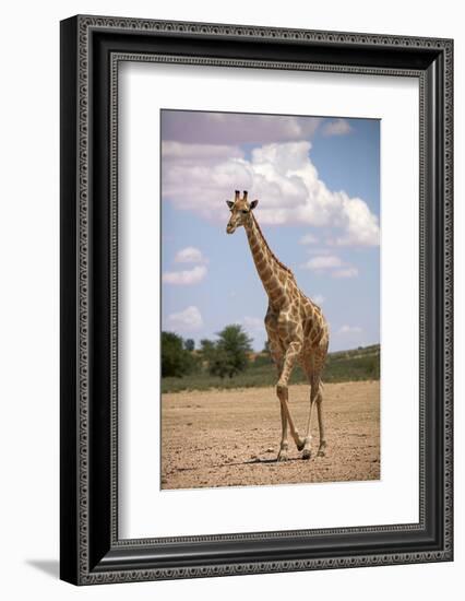 Giraffe (Giraffa camelopardalis angolensis), Kgalagadi Transfrontier Park, South Africa-David Wall-Framed Photographic Print