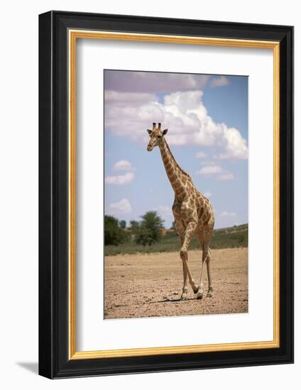 Giraffe (Giraffa camelopardalis angolensis), Kgalagadi Transfrontier Park, South Africa-David Wall-Framed Photographic Print