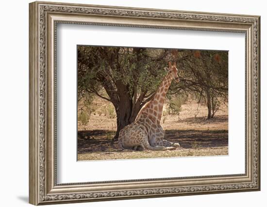 Giraffe (Giraffa camelopardalis angolensis), Kgalagadi Transfrontier Park, South Africa-David Wall-Framed Photographic Print