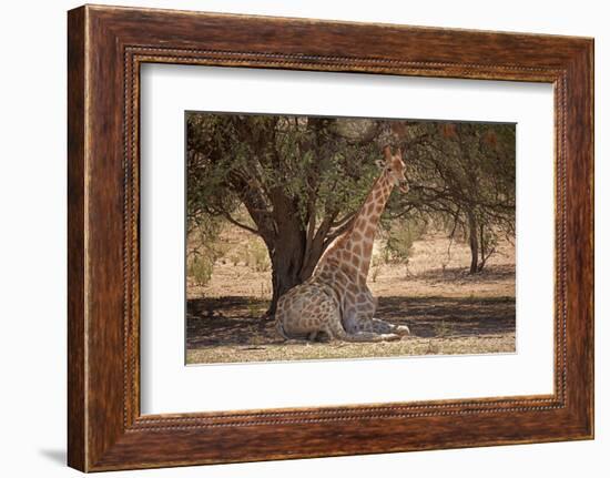 Giraffe (Giraffa camelopardalis angolensis), Kgalagadi Transfrontier Park, South Africa-David Wall-Framed Photographic Print