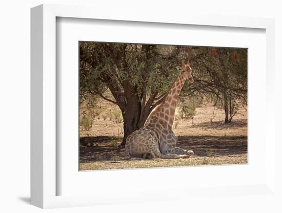 Giraffe (Giraffa camelopardalis angolensis), Kgalagadi Transfrontier Park, South Africa-David Wall-Framed Photographic Print