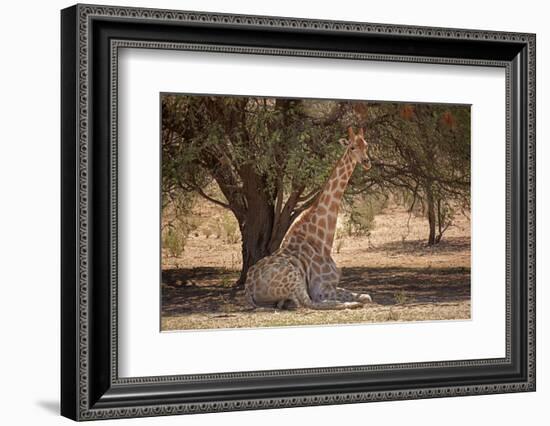 Giraffe (Giraffa camelopardalis angolensis), Kgalagadi Transfrontier Park, South Africa-David Wall-Framed Photographic Print