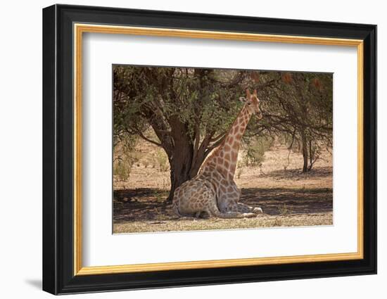 Giraffe (Giraffa camelopardalis angolensis), Kgalagadi Transfrontier Park, South Africa-David Wall-Framed Photographic Print