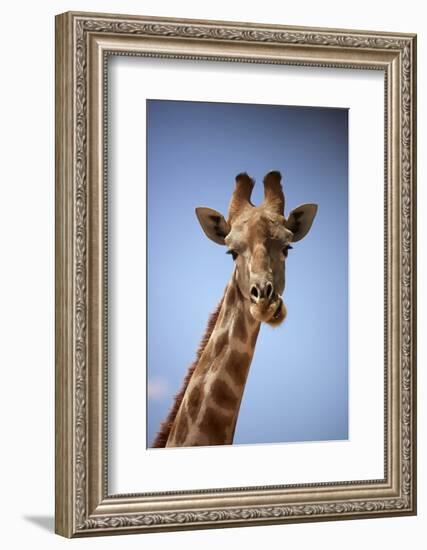 Giraffe (Giraffa camelopardalis angolensis), Kgalagadi Transfrontier Park, South Africa-David Wall-Framed Photographic Print