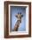 Giraffe (Giraffa camelopardalis angolensis), Kgalagadi Transfrontier Park, South Africa-David Wall-Framed Photographic Print