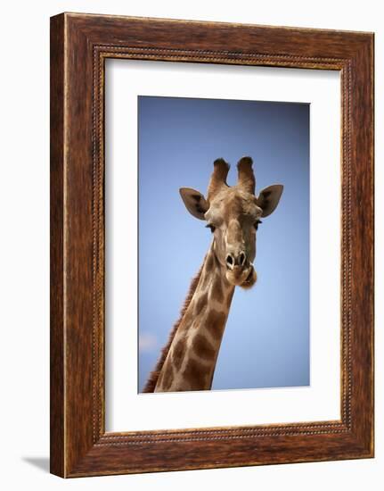 Giraffe (Giraffa camelopardalis angolensis), Kgalagadi Transfrontier Park, South Africa-David Wall-Framed Photographic Print