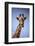 Giraffe (Giraffa camelopardalis angolensis), Kgalagadi Transfrontier Park, South Africa-David Wall-Framed Photographic Print