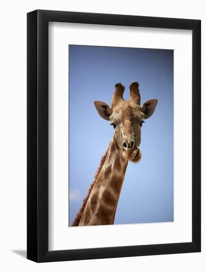 Giraffe (Giraffa camelopardalis angolensis), Kgalagadi Transfrontier Park, South Africa-David Wall-Framed Photographic Print