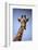 Giraffe (Giraffa camelopardalis angolensis), Kgalagadi Transfrontier Park, South Africa-David Wall-Framed Photographic Print