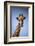 Giraffe (Giraffa camelopardalis angolensis), Kgalagadi Transfrontier Park, South Africa-David Wall-Framed Photographic Print