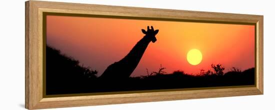 Giraffe (Giraffa Camelopardalis) at Sunset, Etosha National Park, Namibia-null-Framed Stretched Canvas