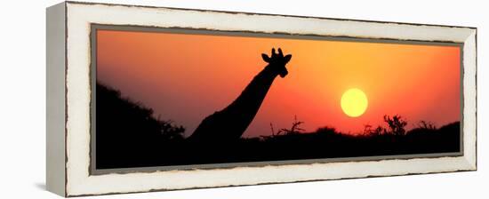 Giraffe (Giraffa Camelopardalis) at Sunset, Etosha National Park, Namibia-null-Framed Stretched Canvas