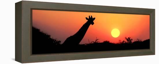 Giraffe (Giraffa Camelopardalis) at Sunset, Etosha National Park, Namibia-null-Framed Stretched Canvas