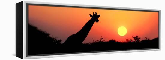 Giraffe (Giraffa Camelopardalis) at Sunset, Etosha National Park, Namibia-null-Framed Stretched Canvas