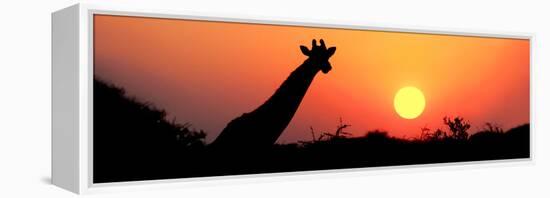 Giraffe (Giraffa Camelopardalis) at Sunset, Etosha National Park, Namibia-null-Framed Stretched Canvas