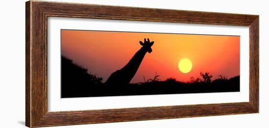 Giraffe (Giraffa Camelopardalis) at Sunset, Etosha National Park, Namibia-null-Framed Photographic Print