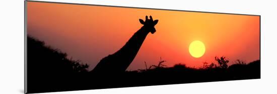 Giraffe (Giraffa Camelopardalis) at Sunset, Etosha National Park, Namibia-null-Mounted Photographic Print