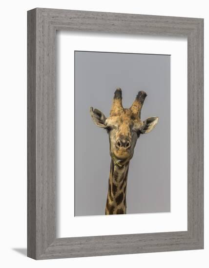 Giraffe (Giraffa camelopardalis) feeding, Kruger National Park, South Africa, Africa-Ann and Steve Toon-Framed Photographic Print
