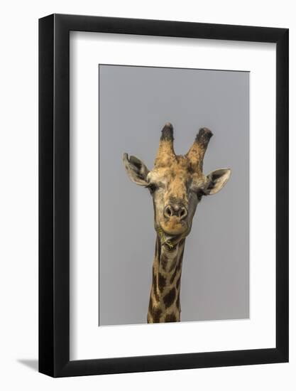 Giraffe (Giraffa camelopardalis) feeding, Kruger National Park, South Africa, Africa-Ann and Steve Toon-Framed Photographic Print