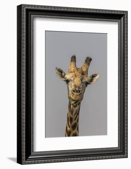 Giraffe (Giraffa camelopardalis) feeding, Kruger National Park, South Africa, Africa-Ann and Steve Toon-Framed Photographic Print