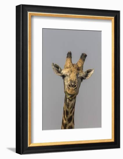 Giraffe (Giraffa camelopardalis) feeding, Kruger National Park, South Africa, Africa-Ann and Steve Toon-Framed Photographic Print