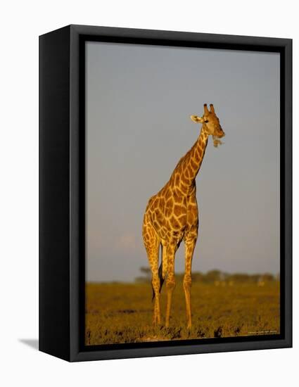 Giraffe (Giraffa Camelopardalis) Grazing, Etosha National Park, Namibia, Africa-Steve & Ann Toon-Framed Premier Image Canvas