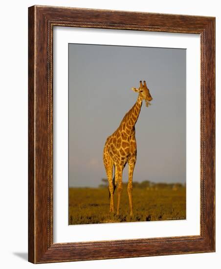 Giraffe (Giraffa Camelopardalis) Grazing, Etosha National Park, Namibia, Africa-Steve & Ann Toon-Framed Photographic Print