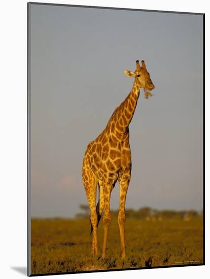 Giraffe (Giraffa Camelopardalis) Grazing, Etosha National Park, Namibia, Africa-Steve & Ann Toon-Mounted Photographic Print