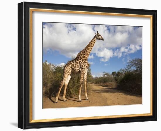 Giraffe (Giraffa Camelopardalis), Imfolozi Reserve, Kwazulu-Natal, South Africa, Africa-Ann & Steve Toon-Framed Photographic Print