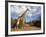 Giraffe (Giraffa Camelopardalis), Imfolozi Reserve, Kwazulu-Natal, South Africa, Africa-Ann & Steve Toon-Framed Photographic Print