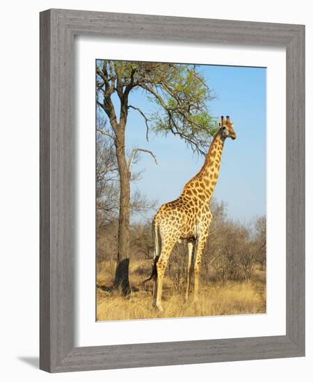 Giraffe (Giraffa Camelopardalis), Kapama Game Reserve, South Africa, Africa-Sergio Pitamitz-Framed Photographic Print