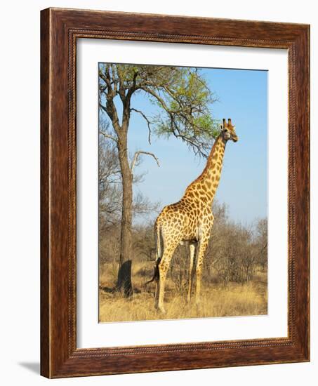 Giraffe (Giraffa Camelopardalis), Kapama Game Reserve, South Africa, Africa-Sergio Pitamitz-Framed Photographic Print