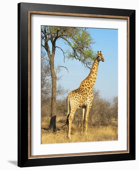 Giraffe (Giraffa Camelopardalis), Kapama Game Reserve, South Africa, Africa-Sergio Pitamitz-Framed Photographic Print