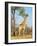 Giraffe (Giraffa Camelopardalis), Kapama Game Reserve, South Africa, Africa-Sergio Pitamitz-Framed Photographic Print