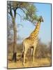 Giraffe (Giraffa Camelopardalis), Kapama Game Reserve, South Africa, Africa-Sergio Pitamitz-Mounted Photographic Print