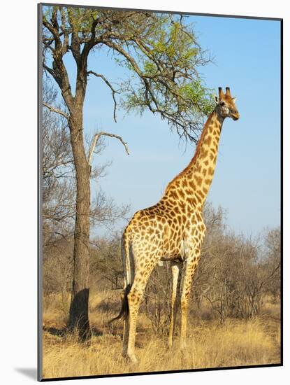 Giraffe (Giraffa Camelopardalis), Kapama Game Reserve, South Africa, Africa-Sergio Pitamitz-Mounted Photographic Print