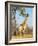 Giraffe (Giraffa Camelopardalis), Kapama Game Reserve, South Africa, Africa-Sergio Pitamitz-Framed Photographic Print