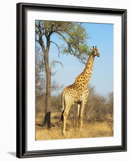 Giraffe (Giraffa Camelopardalis), Kapama Game Reserve, South Africa, Africa-Sergio Pitamitz-Framed Photographic Print