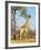 Giraffe (Giraffa Camelopardalis), Kapama Game Reserve, South Africa, Africa-Sergio Pitamitz-Framed Photographic Print