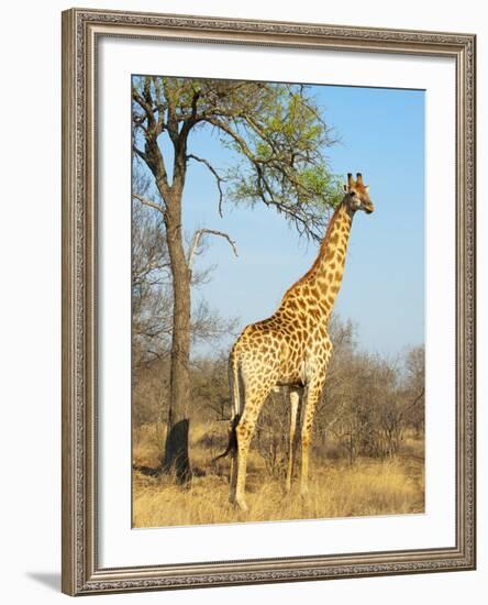 Giraffe (Giraffa Camelopardalis), Kapama Game Reserve, South Africa, Africa-Sergio Pitamitz-Framed Photographic Print