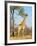 Giraffe (Giraffa Camelopardalis), Kapama Game Reserve, South Africa, Africa-Sergio Pitamitz-Framed Photographic Print