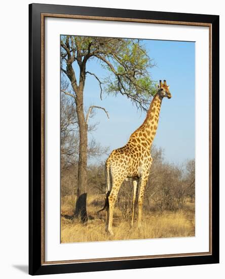 Giraffe (Giraffa Camelopardalis), Kapama Game Reserve, South Africa, Africa-Sergio Pitamitz-Framed Photographic Print