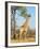 Giraffe (Giraffa Camelopardalis), Kapama Game Reserve, South Africa, Africa-Sergio Pitamitz-Framed Photographic Print